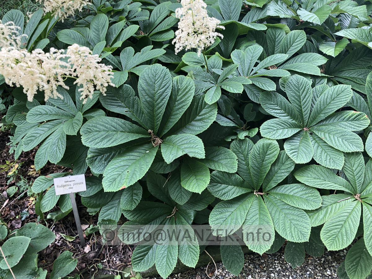 Rodgersia pinnata 04.JPG
